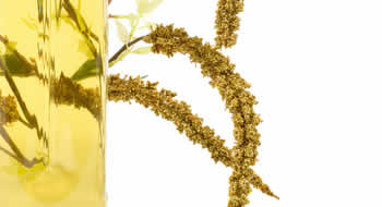 EL ACEITE DE ORUJO DE OLIVA