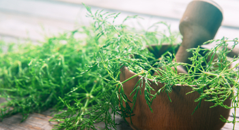 5 hierbas y especias que no pueden faltar en tu cocina
