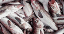 Tipos de pescado: Conócelos